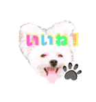 ミックス犬（ヨーチワ）（個別スタンプ：9）