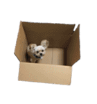 ミックス犬（ヨーチワ）（個別スタンプ：10）