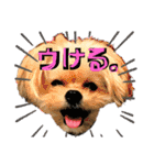 ミックス犬（ヨーチワ）（個別スタンプ：11）