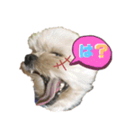ミックス犬（ヨーチワ）（個別スタンプ：12）