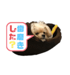 ミックス犬（ヨーチワ）（個別スタンプ：16）