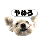 ミックス犬（ヨーチワ）（個別スタンプ：19）