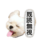 ミックス犬（ヨーチワ）（個別スタンプ：20）