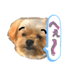 ミックス犬（ヨーチワ）（個別スタンプ：21）
