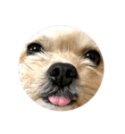 ミックス犬（ヨーチワ）（個別スタンプ：22）