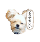 ミックス犬（ヨーチワ）（個別スタンプ：25）