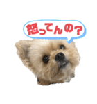 ミックス犬（ヨーチワ）（個別スタンプ：26）