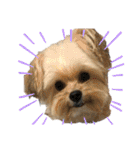 ミックス犬（ヨーチワ）（個別スタンプ：27）