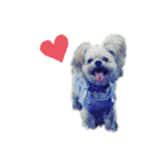 ミックス犬（ヨーチワ）（個別スタンプ：30）
