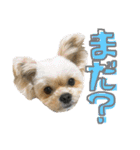 ミックス犬（ヨーチワ）（個別スタンプ：31）