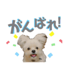 ミックス犬（ヨーチワ）（個別スタンプ：32）