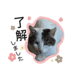 ぶーにゃんたちのスタンプ（個別スタンプ：1）