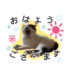 ぶーにゃんたちのスタンプ（個別スタンプ：2）