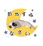 ぶーにゃんたちのスタンプ（個別スタンプ：3）