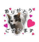 ぶーにゃんたちのスタンプ（個別スタンプ：4）