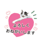 ぶーにゃんたちのスタンプ（個別スタンプ：5）