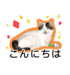 ぶーにゃんたちのスタンプ（個別スタンプ：6）