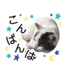 ぶーにゃんたちのスタンプ（個別スタンプ：7）