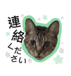 ぶーにゃんたちのスタンプ（個別スタンプ：8）