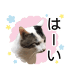 ぶーにゃんたちのスタンプ（個別スタンプ：9）
