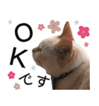 ぶーにゃんたちのスタンプ（個別スタンプ：10）