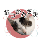 ぶーにゃんたちのスタンプ（個別スタンプ：11）