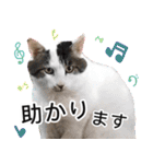 ぶーにゃんたちのスタンプ（個別スタンプ：12）