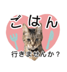 ぶーにゃんたちのスタンプ（個別スタンプ：13）