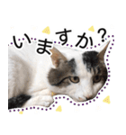 ぶーにゃんたちのスタンプ（個別スタンプ：15）