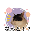 ぶーにゃんたちのスタンプ（個別スタンプ：16）