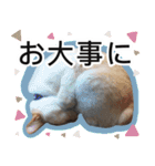 ぶーにゃんたちのスタンプ（個別スタンプ：17）