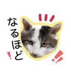 ぶーにゃんたちのスタンプ（個別スタンプ：18）