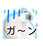 ぶーにゃんたちのスタンプ（個別スタンプ：19）