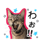 ぶーにゃんたちのスタンプ（個別スタンプ：20）