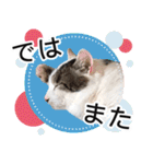 ぶーにゃんたちのスタンプ（個別スタンプ：23）