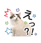 ぶーにゃんたちのスタンプ（個別スタンプ：24）