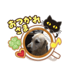 ラブラドール キャンディ（個別スタンプ：20）