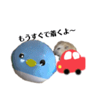 まる君の毎日スタンプ（個別スタンプ：17）