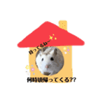 まる君の毎日スタンプ（個別スタンプ：20）