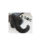 あるにゃんぷ 2（個別スタンプ：6）