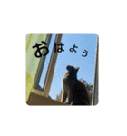 あるにゃんぷ 2（個別スタンプ：7）