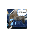 あるにゃんぷ 2（個別スタンプ：8）