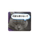 あるにゃんぷ 2（個別スタンプ：9）