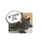 あるにゃんぷ 2（個別スタンプ：17）