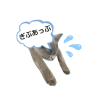 あるにゃんぷ 2（個別スタンプ：18）