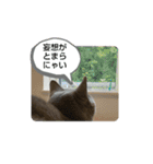 あるにゃんぷ 2（個別スタンプ：19）