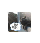 あるにゃんぷ 2（個別スタンプ：20）