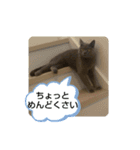 あるにゃんぷ 2（個別スタンプ：23）
