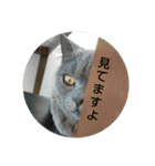 あるにゃんぷ 2（個別スタンプ：24）