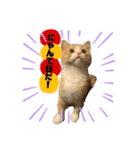 まーにゃんの1日（個別スタンプ：13）